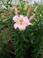 [5163 Rocelli No01.JPG]